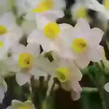 Avalanche